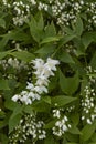 White blossom of Deutzia gracilis shrub