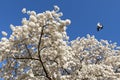 White blossom and dove flying in blue sky Royalty Free Stock Photo