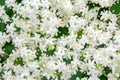 White blossom of elderflower Sambucus nigra shrub