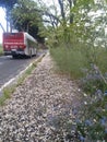 White Blossom fallen on walking path , near blue street flowers, while red bus goes away