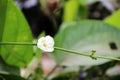 White blossom flower of Arrow Head Ameson on canal side. it is a aquatic plant. Royalty Free Stock Photo