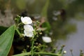 White blossom flower of Arrow Head Ameson on canal side. it is a aquatic plant. Royalty Free Stock Photo