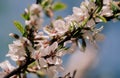 White blossom flower and pink bud on a apple tree branch in spring bloom full Royalty Free Stock Photo