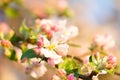 White blossom flower and pink bud Royalty Free Stock Photo