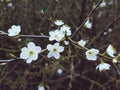 White blossom flowers. Royalty Free Stock Photo