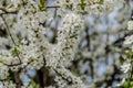 White blossom of fruit tree closeup Royalty Free Stock Photo