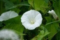 a white blossom of the hedge bindweed Royalty Free Stock Photo