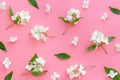 White blossom jasmine flowers with green leaves flat lay