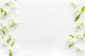 White blossom jasmine flowers with green leaves flat lay