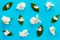 White blossom jasmine flowers with green leaves flat lay