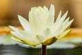 White blossom lotus flower focus on flower Royalty Free Stock Photo