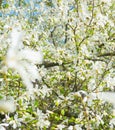 White blossom magnolia tree flowers