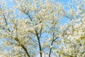 White blossom magnolia tree flowers