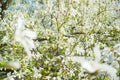 White blossom magnolia tree flowers