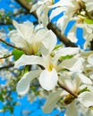 White blossom magnolia tree flowers