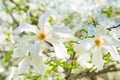 White blossom magnolia tree flowers