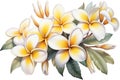 White Blossom Plumeria Floral Frangipani Blooming Tropic Background Yellow Flower Garden Beauty Plant Nature