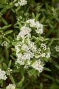 Pyracantha angustifolia in bloom