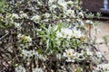 Pyrus salicifolia blossom