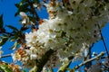 White blossom of  sour cherry kriek trees in springtime in farm orchards, Betuwe, Netherlands Royalty Free Stock Photo