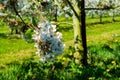 White blossom of  sour cherry kriek trees in springtime in farm orchards, Betuwe, Netherlands Royalty Free Stock Photo