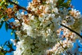 White blossom of  sour cherry kriek trees in springtime in farm orchards, Betuwe, Netherlands Royalty Free Stock Photo