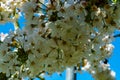 White blossom of  sour cherry kriek trees in springtime in farm orchards, Betuwe, Netherlands Royalty Free Stock Photo