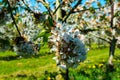 White blossom of  sour cherry kriek trees in springtime in farm orchards, Betuwe, Netherlands Royalty Free Stock Photo