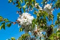 White blossom of  sour cherry kriek trees in springtime in farm orchards, Betuwe, Netherlands Royalty Free Stock Photo