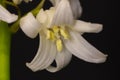 White Blossom Spanish Bluebell 03 Royalty Free Stock Photo