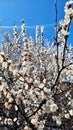 White Blossom spring flower apricot tree on the blue sky in the morning Royalty Free Stock Photo