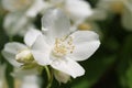 White blossom of sweet mock orange Royalty Free Stock Photo