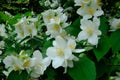 White blossom of sweet mock orange