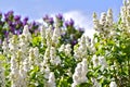 White Blossom Syringa