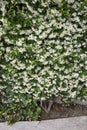 Fragrant blossom of Trachelospermum jasminoides Royalty Free Stock Photo