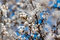 White blossom tree and bee