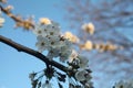 White blossom tree Royalty Free Stock Photo