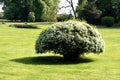 White blossom tree in a park Royalty Free Stock Photo