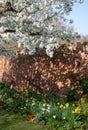 White blossom tree, photographed in springtime outside Eastcote House historic walled garden in the Borough of Hillingdon, London Royalty Free Stock Photo