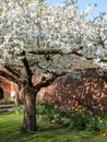 White blossom tree, photographed in springtime outside Eastcote House historic walled garden in the Borough of Hillingdon, London Royalty Free Stock Photo