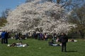 White Blossom Tree Royalty Free Stock Photo