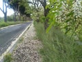 White Blossom on the trees and fallen down on street