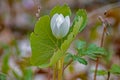 Bloodroot Wild Flower On The Forest Floor