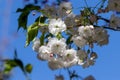 White blossom of a wild Cherry tree