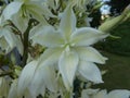 White blossom of a yucca flower