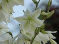 White blossom of a yucca flower