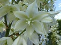 White blossom of a yucca flower