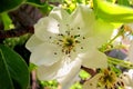 Blooming pear, white blossomed flower close up.