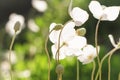 White blossoming anemones in the garden AnÃÂ©mone coronÃÂ¡ria Royalty Free Stock Photo