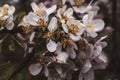 White blossoming apple tree with flowers, macro photo